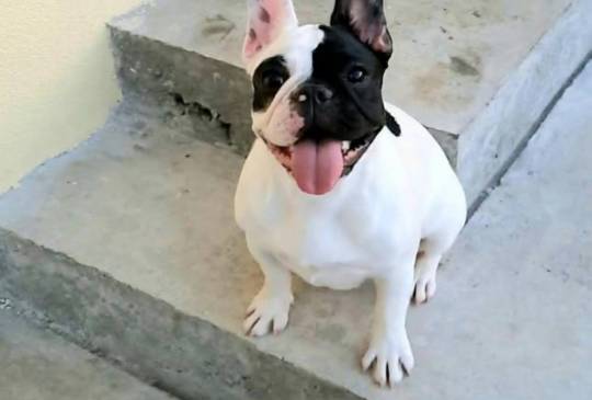 Francuski Buldog prelepi štenci image 6