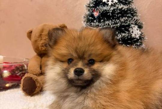 Pomeranski špic štenci oranž i beli image 2