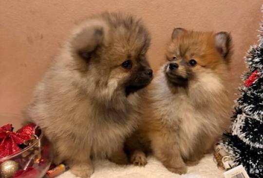 Pomeranski špic štenci oranž i beli image 4