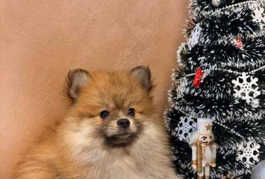 Pomeranski špic štenci oranž i beli image 5