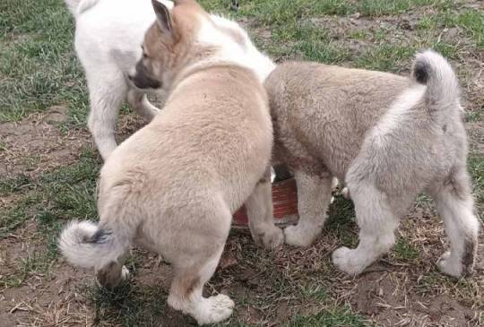 Štenci Zapadno Sibirske Lajke image 4