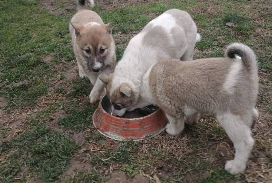 Štenci Zapadno Sibirske Lajke image 5