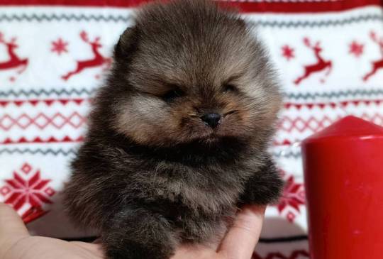 Pomeranac kvalitetni štenci image 2