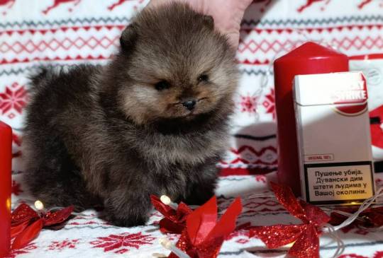 Pomeranac kvalitetni štenci image 6