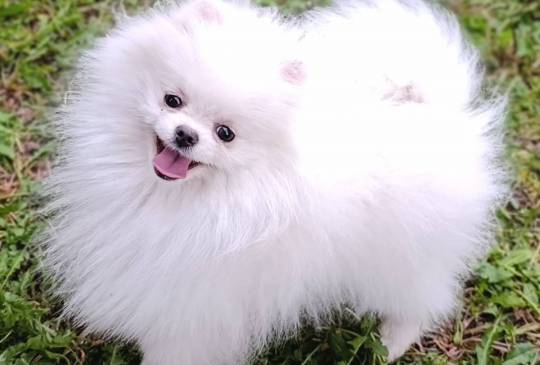 Pomeranac kvalitetni štenci image 3