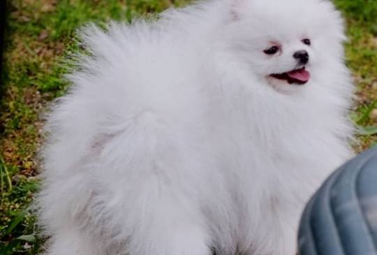 Pomeranac kvalitetni štenci image 4