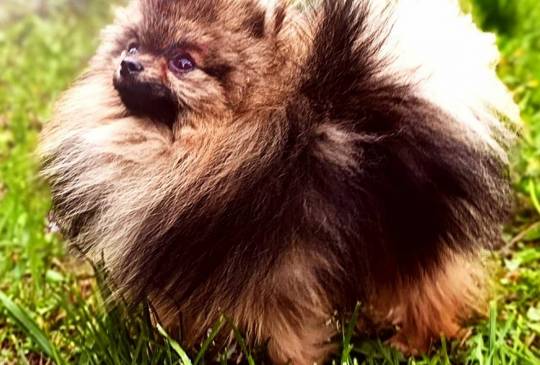 Pomeranac kvalitetni štenci image 5