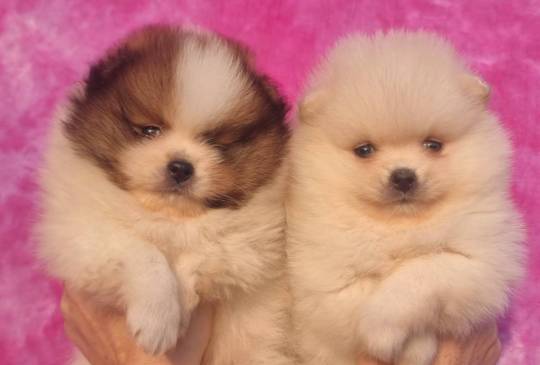 Pomeranac prelepi štenci image 4