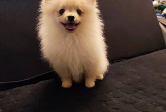 Štenci pomeranskog špica image 2