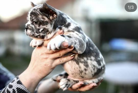 Plavi i merle egzoticni francuski buldoz image 5