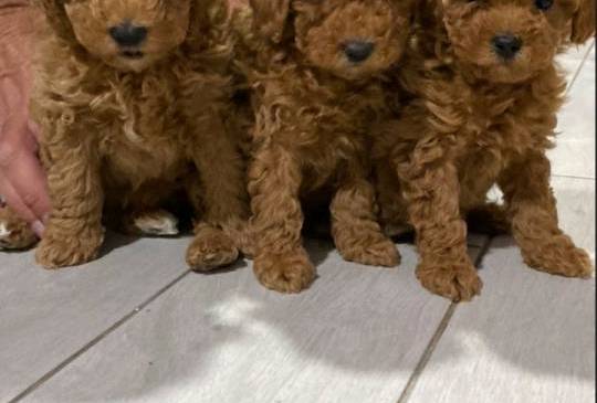 Crvene pudle na prodaju image 4