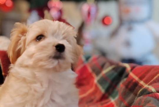 Havanski bišon, Havanezer štenci image 1