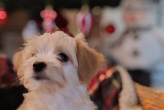 Havanski bišon, Havanezer štenci image 2