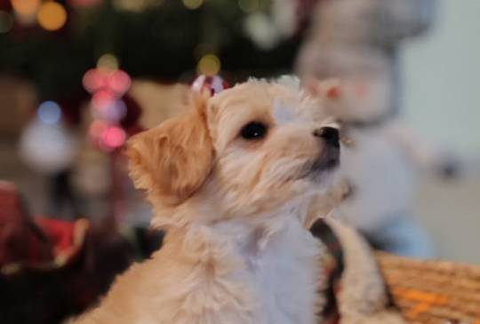 Havanski bišon, Havanezer štenci image 3