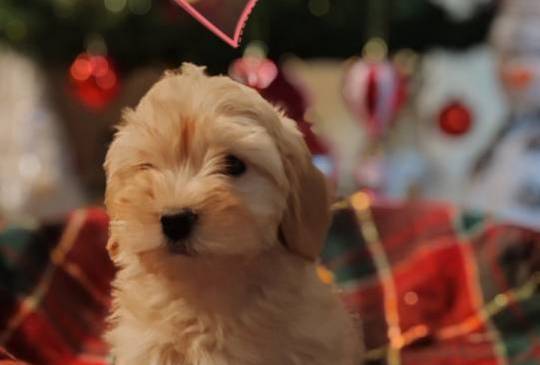 Havanski bišon, Havanezer štenci image 4