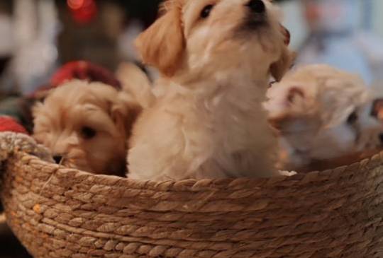 Havanski bišon, Havanezer štenci image 5