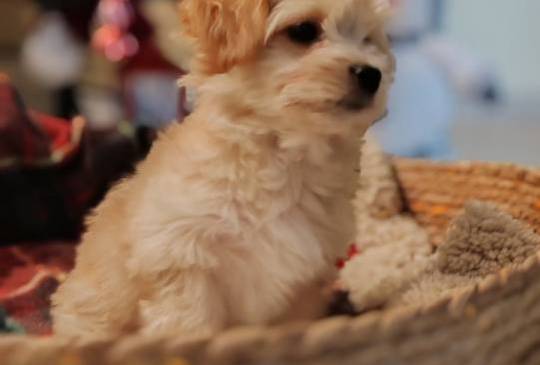 Havanski bišon, Havanezer štenci image 6