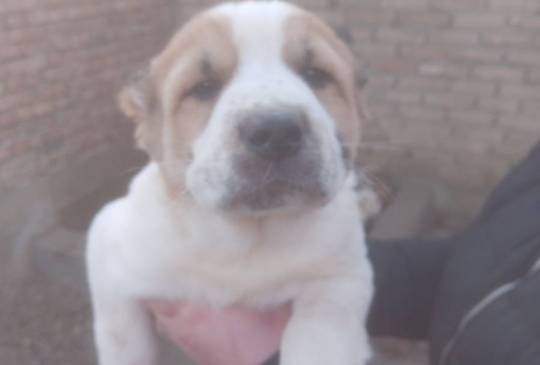 Srednjeazijski ovčar VRHUNSKI štenci image 1