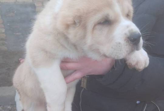 Srednjeazijski ovčar VRHUNSKI štenci image 2