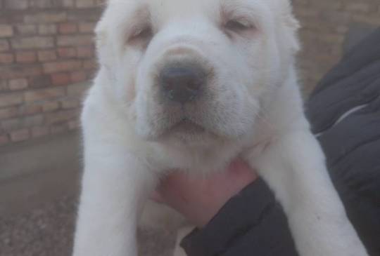 Srednjeazijski ovčar VRHUNSKI štenci image 3