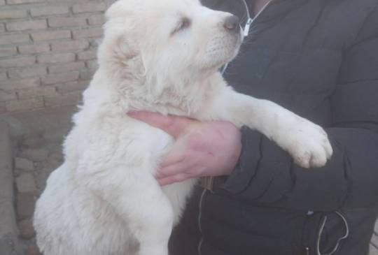 Srednjeazijski ovčar VRHUNSKI štenci image 4