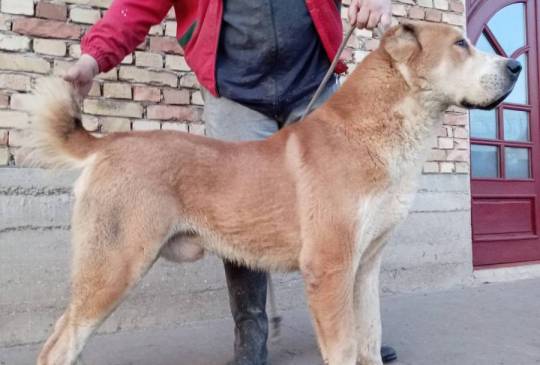 Srednjeazijski ovčar VRHUNSKI štenci image 6