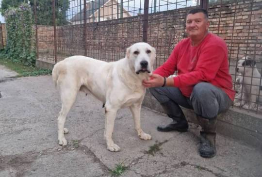 Srednjeazijski ovčar VRHUNSKI štenci image 5