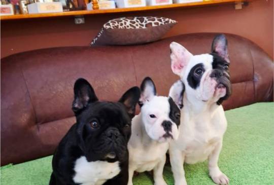 Francuski Buldog prelepo štene image 2