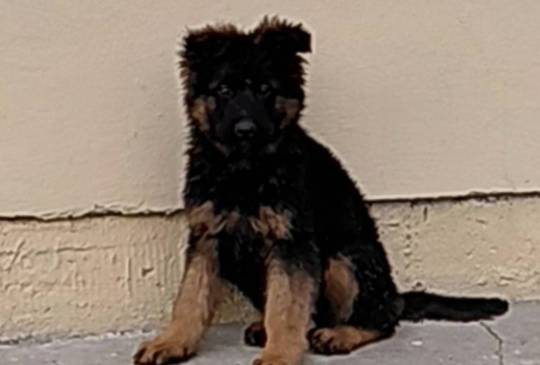 Nemacki ovcar prelepi stenci image 2