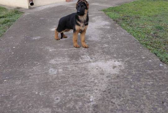 Nemacki ovcar prelepi stenci image 3