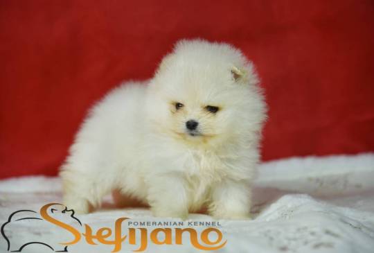 Pomeranac BOO prelepi štenci image 1