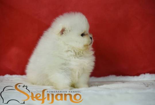 Pomeranac BOO prelepi štenci image 2