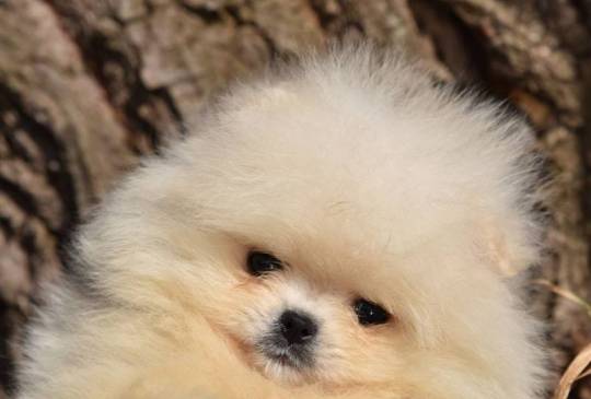 Pomeranac BOO prelepi štenci image 3