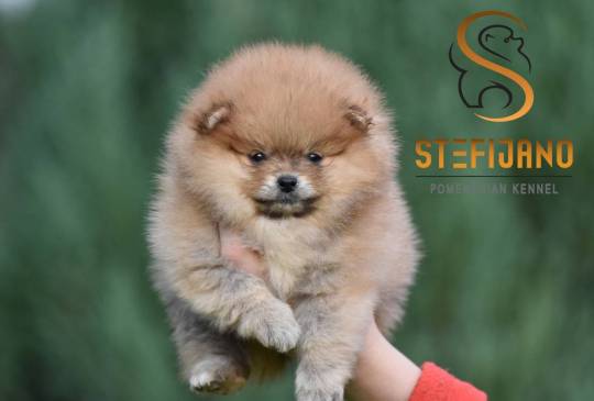 Pomeranac BOO prelepi štenci image 4