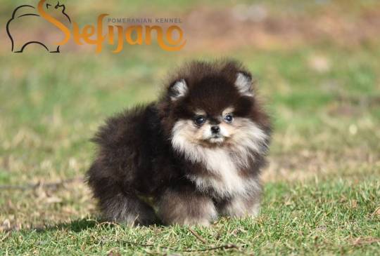 Pomeranac BOO prelepi štenci image 5