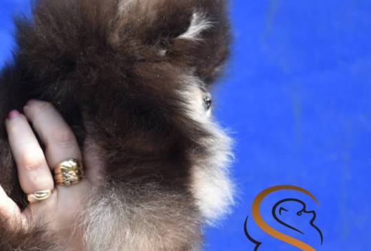 Pomeranac BOO prelepi štenci image 6