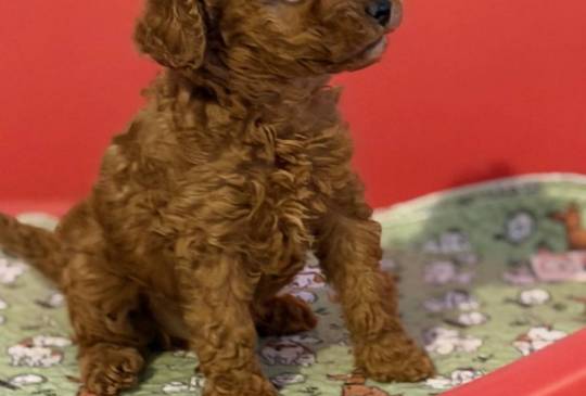 Toy Pudle na prodaju image 1