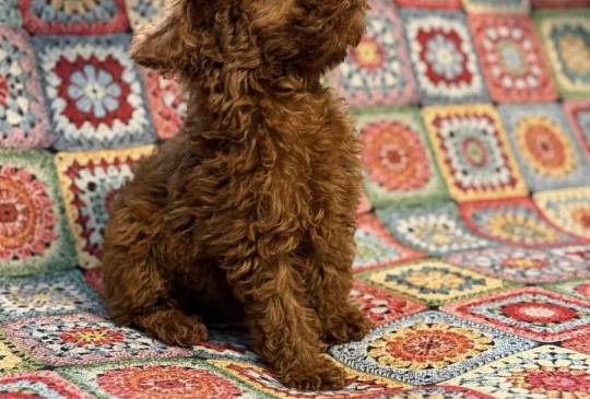 Toy Pudle na prodaju image 3