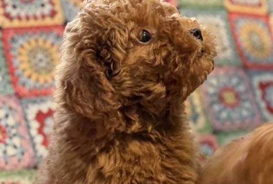 Toy Pudle na prodaju image 4