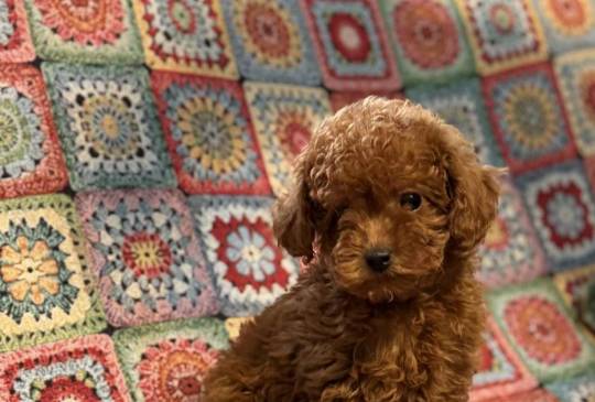 Toy Pudle na prodaju image 5