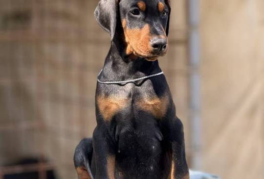 Prodaju se prelepi štenci dobermana image 1