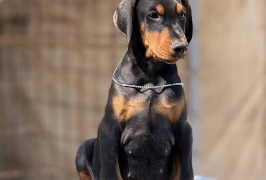 Prodaju se prelepi štenci dobermana image 2