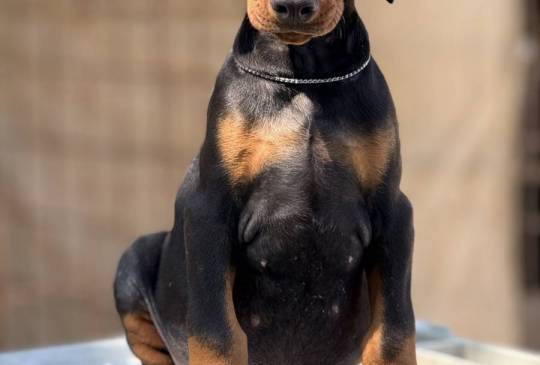 Prodaju se prelepi štenci dobermana image 3