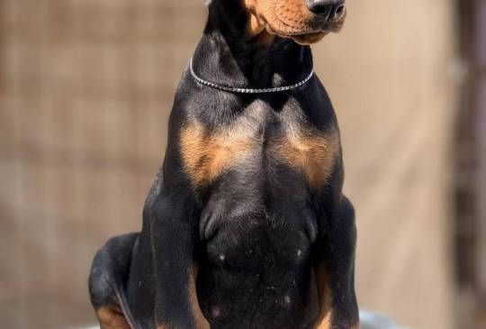 Prodaju se prelepi štenci dobermana image 4