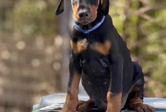 Prodaju se prelepi štenci dobermana image 5