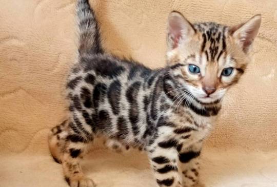 MMaestro_bengal macici image 1