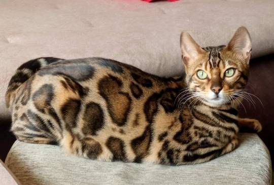 MMaestro_bengal macici image 2