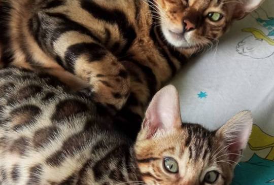 MMaestro_bengal macici image 3