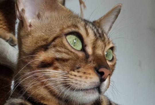 MMaestro_bengal macici image 6