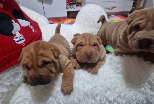 Šar pej štenci image 2